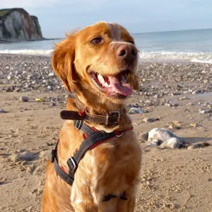 Garde Epagneul du 2 au 23 août 