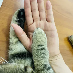 Pet sitter fidata e amorevole - Studentessa UNICAL