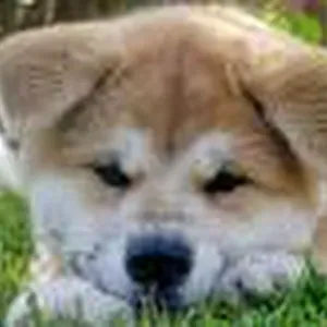 Canguro en ciudad real con experiencia