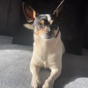 Garde promenade visite de vos animaux