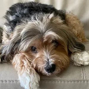 Petsitter chienne Gipsy