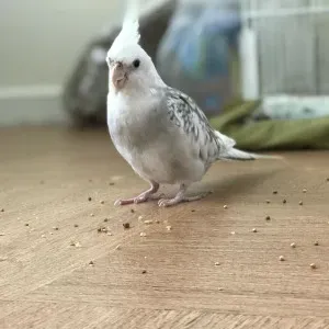 Cours particuliers tout niveau