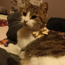 Job d'été pet sitter/garde d'animaux