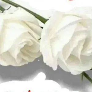 Mon nom Farih " chers messieurs et mesdames,