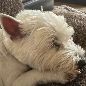 Ieškau gyvūnų prižiūrėtojo