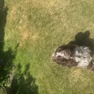 Disponible pour m'occuper de vos animaux