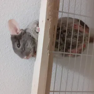 A la recherche de quelqu'un pour passer voir mon Chinchilla