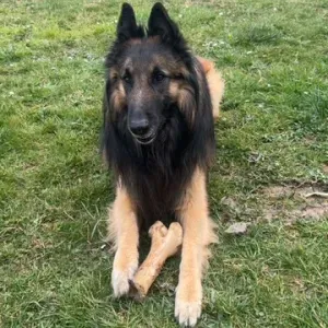 Emploi de Petsitter Crisolles