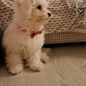 Garde d'animaux de compagnie au Luxembourg