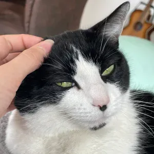 À la recherche d'un cat sitter