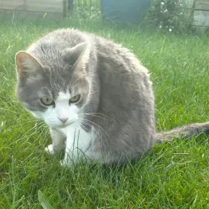 Cherche pet sitter pour  visite chat 