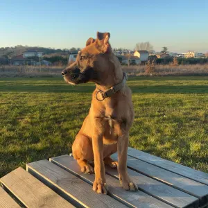 Pet-sitter à Toulouse !!!🐕🐈 