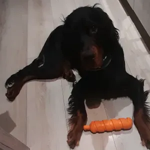 Garde de notre jeune chien. 