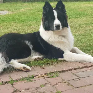 Garde d'animaux à Plasnes et alentours 