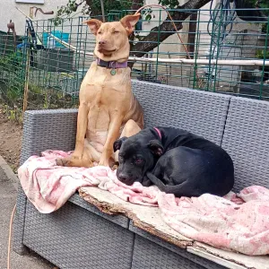 Pet sitter Ozoir la Ferrière 77330