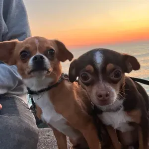 Pet sitter passioné au bab et alentours