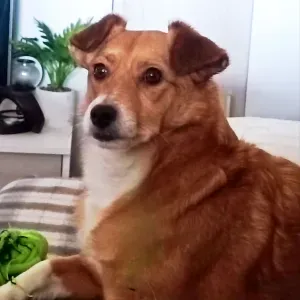 Petsitting 2 meses no verão