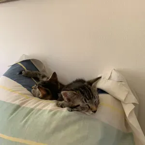 Pet-Sitter attentionnée à Paris 💗