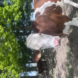 Visites et balades animaux – Havre et alentours