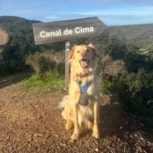 Petsitter job Albufeira