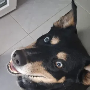 Poste pour un(e) dog-sitter - Petsitter à Châtelaillon-...