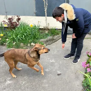 Vitor vous aide pour la garde de votre animal