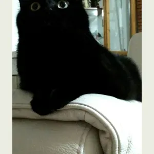 Babysitter con esperienza a Pistoia e provincia 