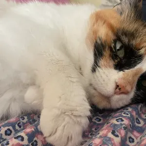 Busco cuidador de gatos en León