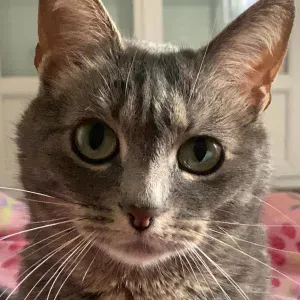 pet-sitter-au Havre, jeune et dynamique