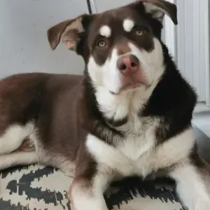 Je cherche un(e) petsitter près de chez moi