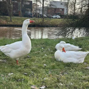 Animal friendly Pet Sitter in Uden city center