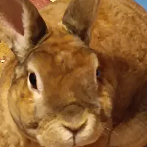 Pet-sitter à Trets (petit village proche de Aix)