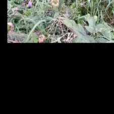 Ménage & Baby-sitting : aide polyvalente à votre service