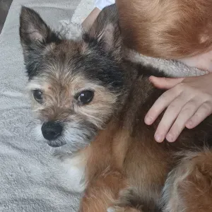 Je cherche un(e) petsitter près de chez moi