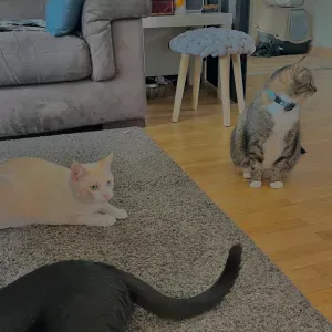Garde chien / chat / et autre animaux de compagnie 