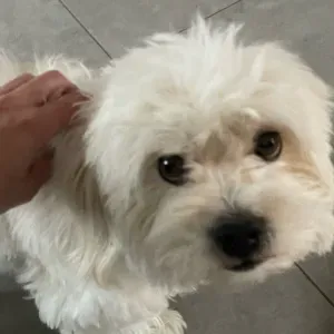 Offre d'emploi pour un(e) petsitter à Chavanay 