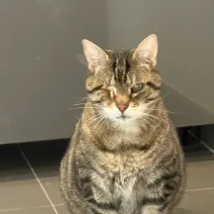 Offre d'emploi pour un(e) petsitter à Suresnes