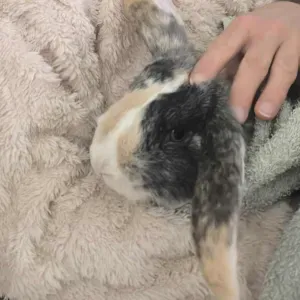 Pet sitter tous types d'animaux