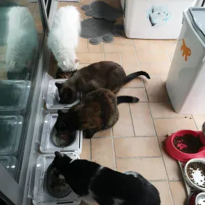 Passages pour s'occuper de la litière de 4 chats