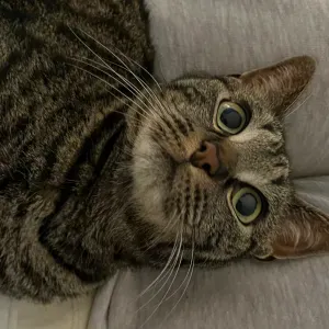 Pet-sitter à Pont-à-Mousson (Nancy, Metz)