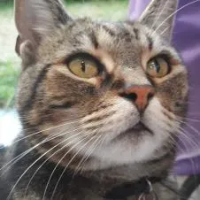 Garde de chats : Saint Mandé/Vincennes