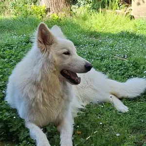 Offerta di lavoro per petsitter a Pianoro