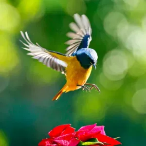 Pet sitting in Chester, Cheshire