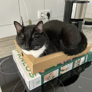 Babysitter in Koblenz sucht job