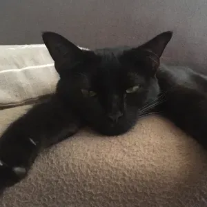 recherche d'un.e catsitter