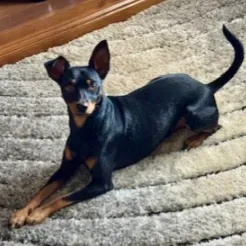 Procuro alguém que posso cuidar de um cão pinscher