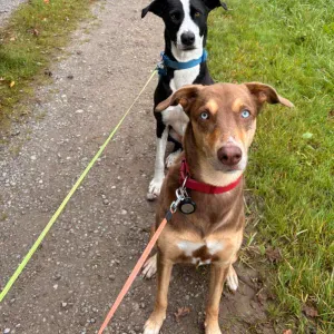 Dogsitting et promenade pour 2 chiens