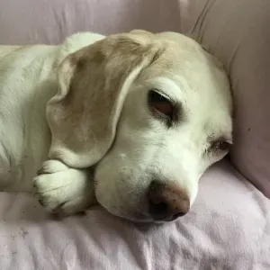 recherche pet sitter