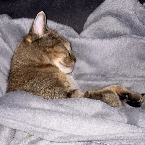 À la recherche d'un pet-sitter