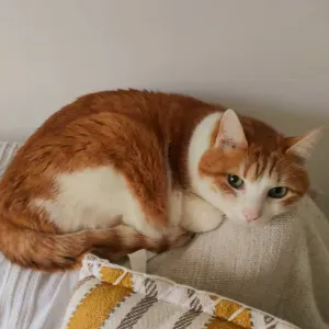 Recherche garde pour mon chat Kiwi